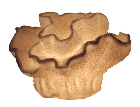 L580 BROWN TABLE LAMPS
