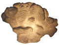 Coral Cloud Table Lamp-Sculpted Sandstone